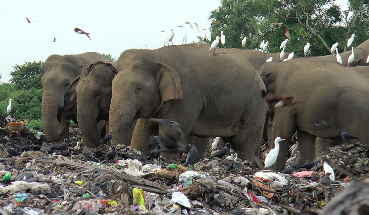 Elephants in Sri Lanka